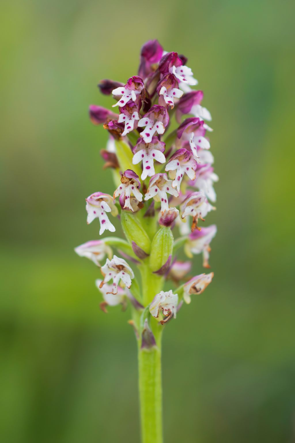 Neotinea ustulata